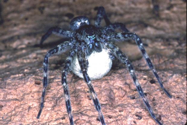 Engouement monstre au Québec pour des araignées sauteuses