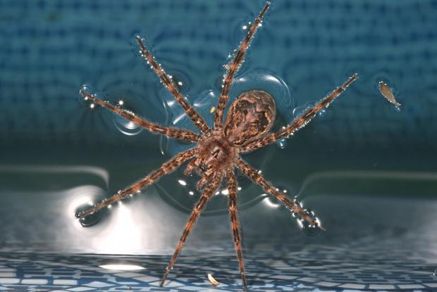 Dolomedes sp., North America.