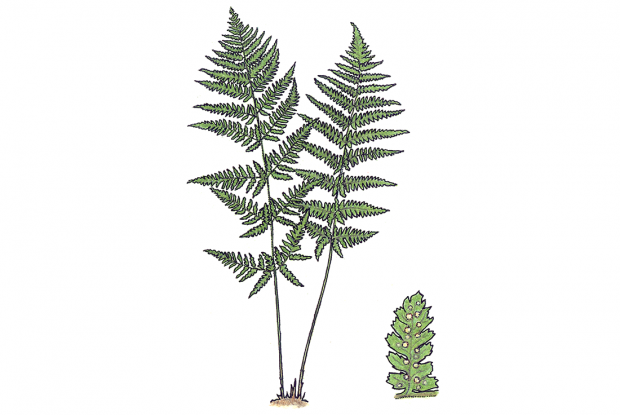 Dryopteris spinulosa (Dryopteris intermedia)