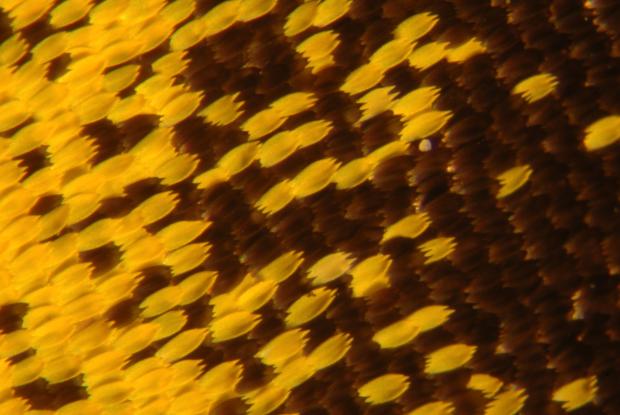 Scales on the wings of a butterfly.