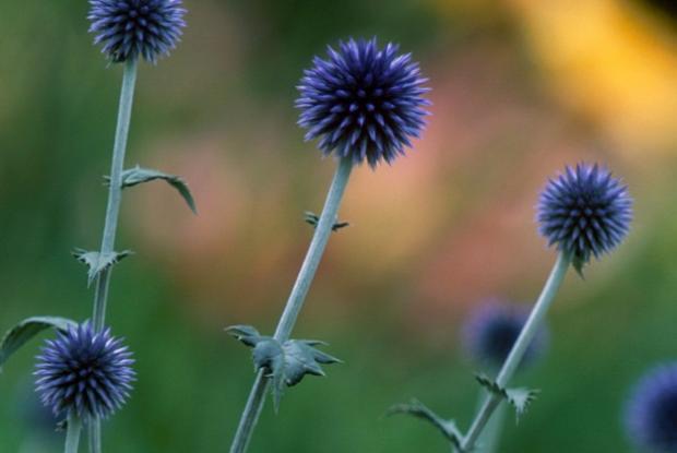 Globe thistle Echinops ritro 'Veitch's Blue'