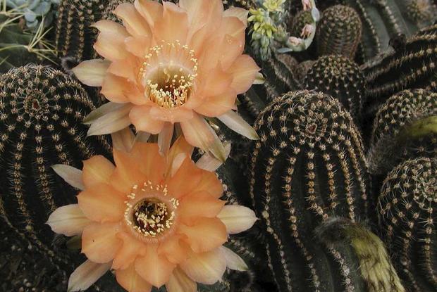 Echinopsis 'Orange Paramount'