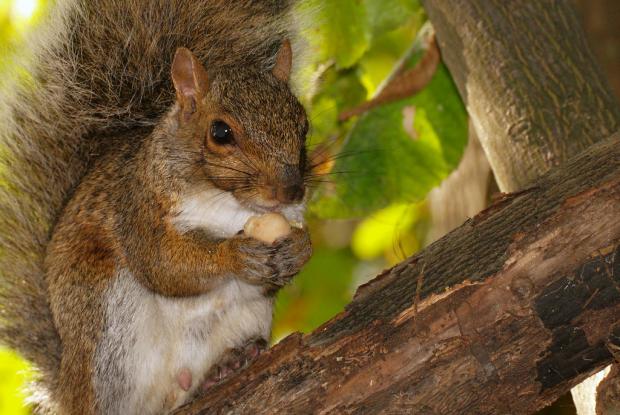 Trap And Release for Squirrel Control: Not Such a Good Idea - Laidback  Gardener