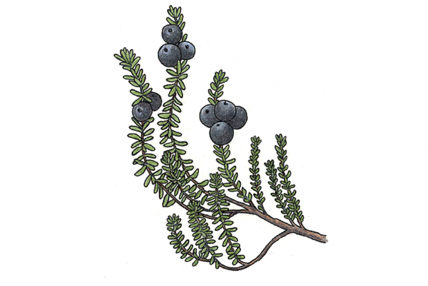Empetrum nigrum
