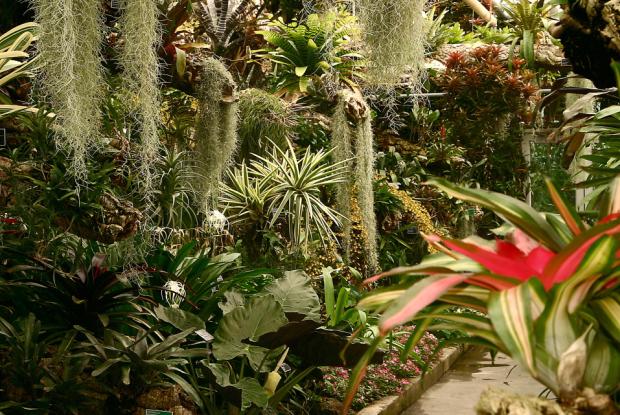 Bromeliads