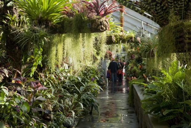 Bromeliads