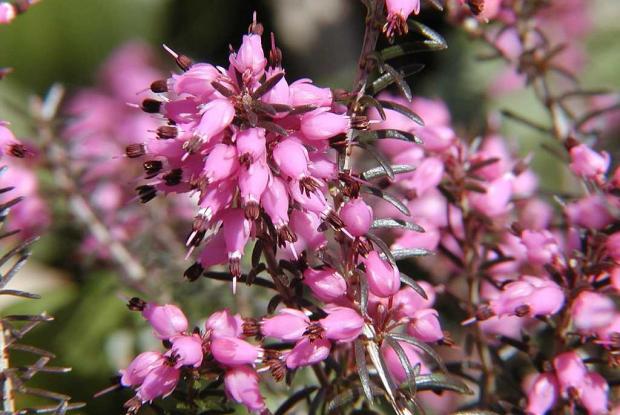 Alpine heath Erica carnea 'Winter Beauty'