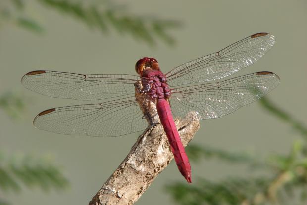 Erythemis mithroides, Mexique.