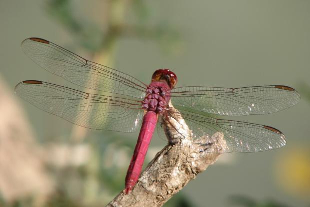 Erythemis mithroides, Mexique.