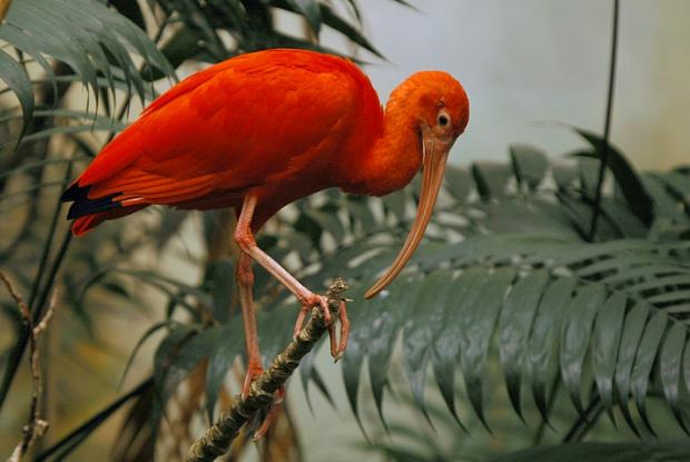 Eudocimus ruber