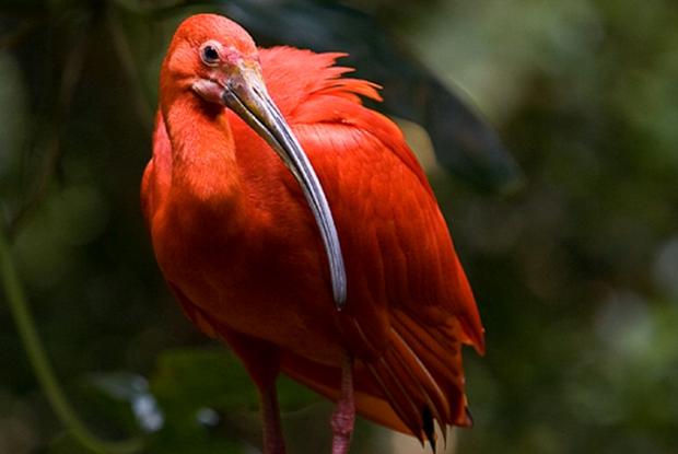 Scarlet ibis | Space for life