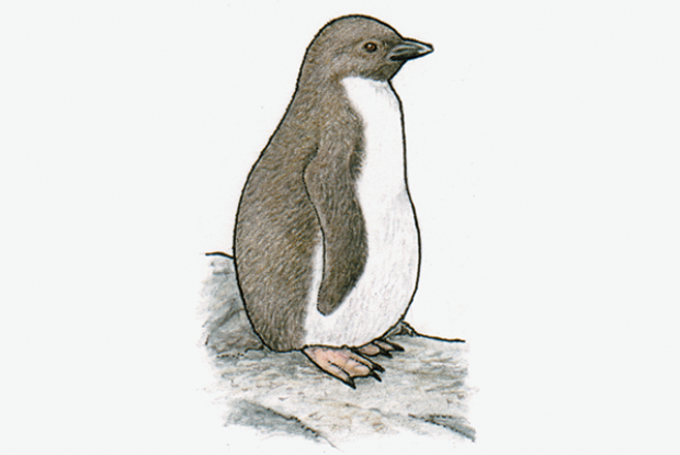 Eudyptes moseleyi
