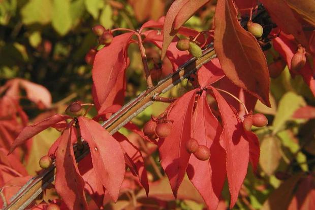 Fusain ailé Eunonymus alatus 'Compactus'