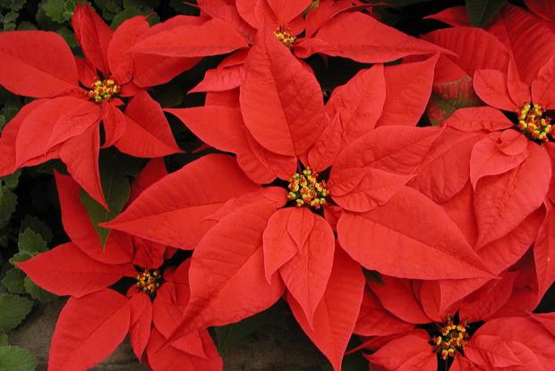Poinsettia Care After Christmas Crafty Little Gnome Rebloom A Poinsettia Poinsettia Care Poinsettia Plant Christmas Plants