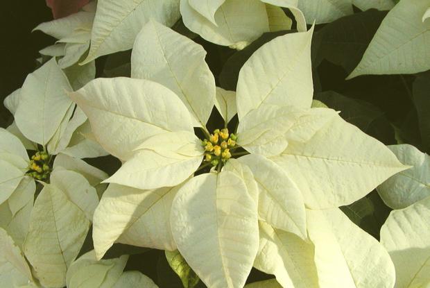 Euphorbia pulcherrima 'Snowcap White'.