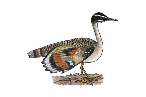 Eurypyga helias