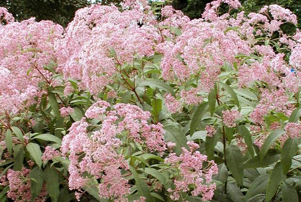 Eutrochium maculatum