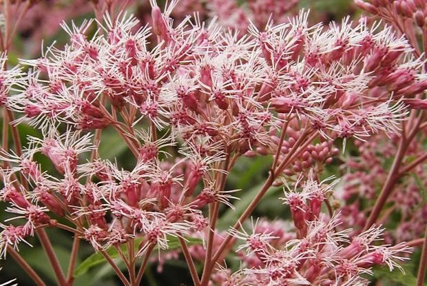 Eutrochium maculatum
