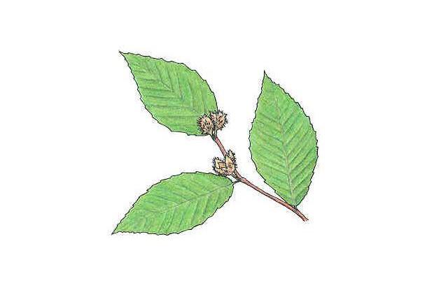 Fagus grandifolia