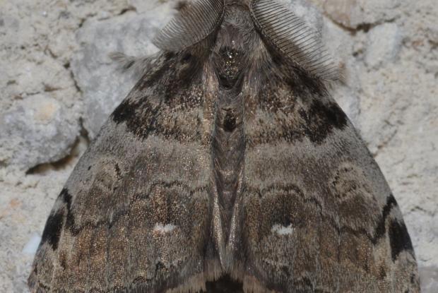 Chenille à houppes blanches