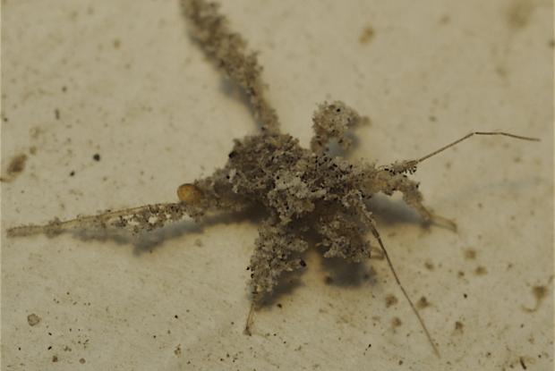 Are Spiders Considered Insects? Learn About Spiders at Our Pavilion! -  South Coast Botanic Garden Foundation