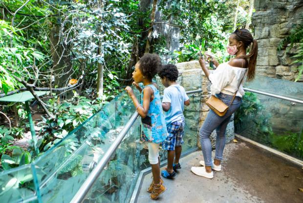 The Tropical Rainforest of the Biodôme