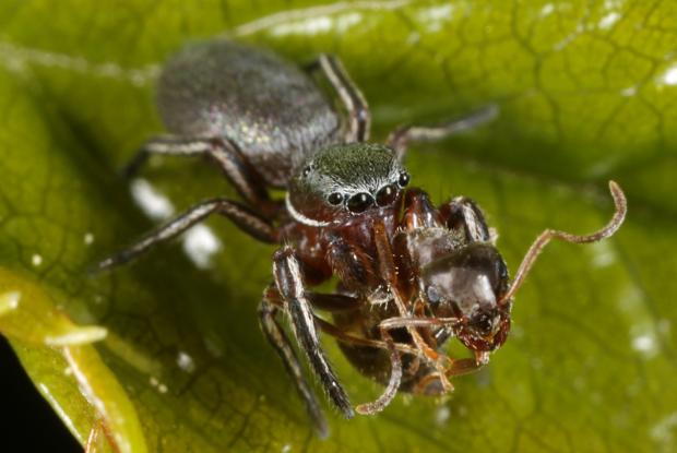 Araignée mangeant une fourmi.