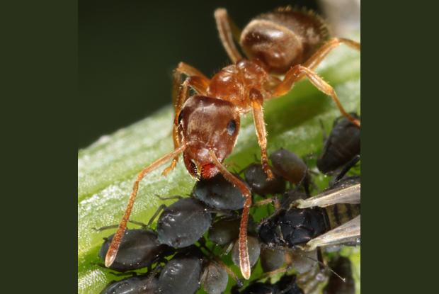 Les Fourmis Espace Pour La Vie