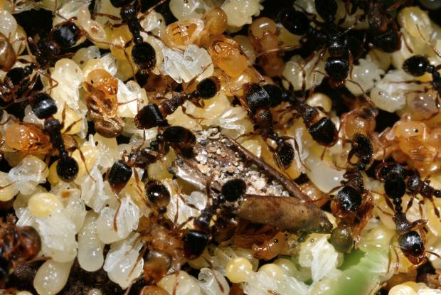 Les Fourmis La Vie En Societe Espace Pour La Vie Les Fourmis La Vie En Societe Espace Pour La Vie