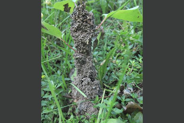 Comment tuer les fourmis avec du borax: 14 étapes