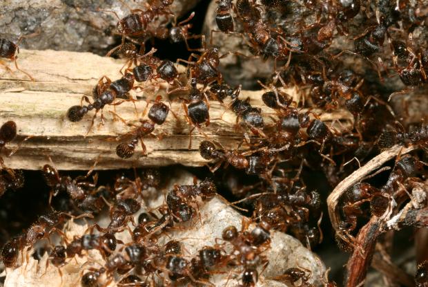 Comment repérer et éliminer des fourmis charpentières?