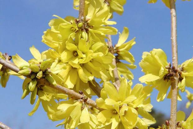 Forsythie de Mandchourie Forsythia mandshurica