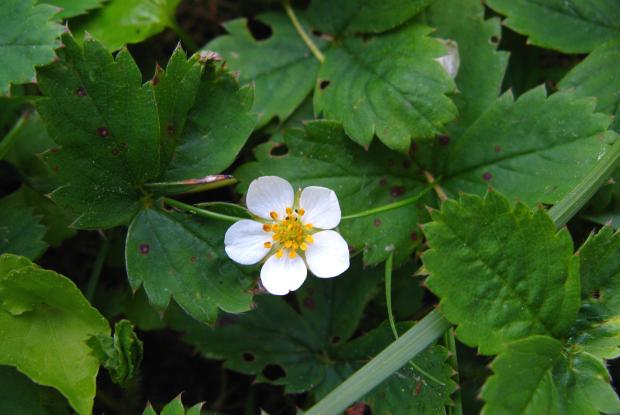 Fragaria virginiana