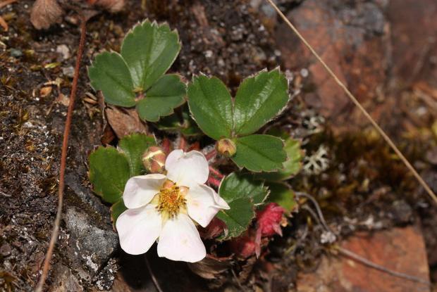 Fragaria virginiana