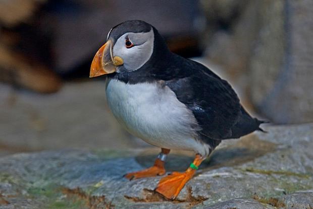 Seabird of the month - Atlantic Puffin (Fratercula arctica