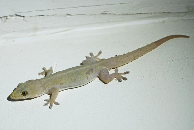 Common house gecko (Hemidactylus frenatus)