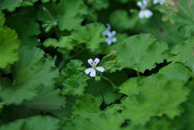 Apple geranium Pelargonium odoratissimum