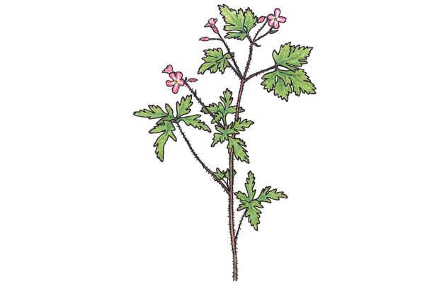 Geranium robertianum