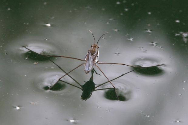 Patineur Gerris sp.