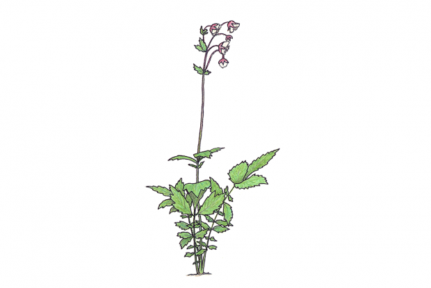 Geum rivale
