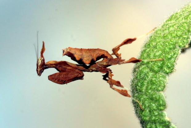 Ghost mantis on a plant