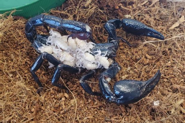 Female giant blue scorpion and her babies