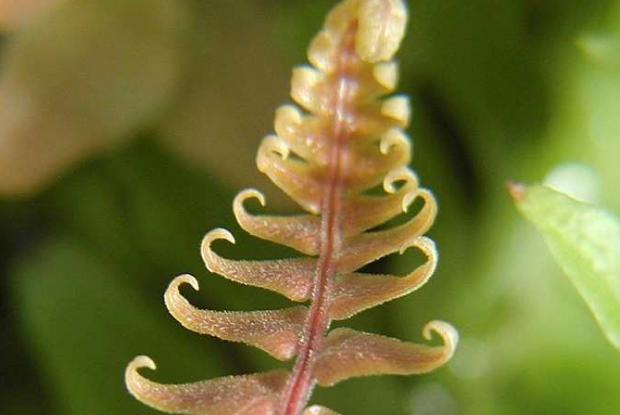 Blechnum occidentale, new frond