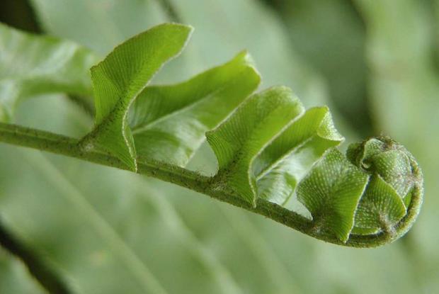 Shining spleenwort Asplenium oblongifolium