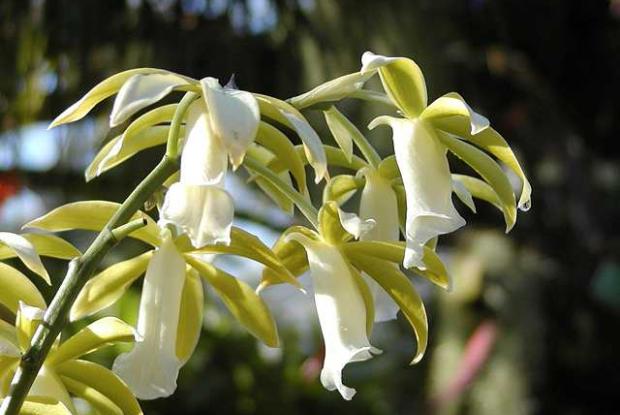 Orchid Phaius tankervilleae 'Alba'