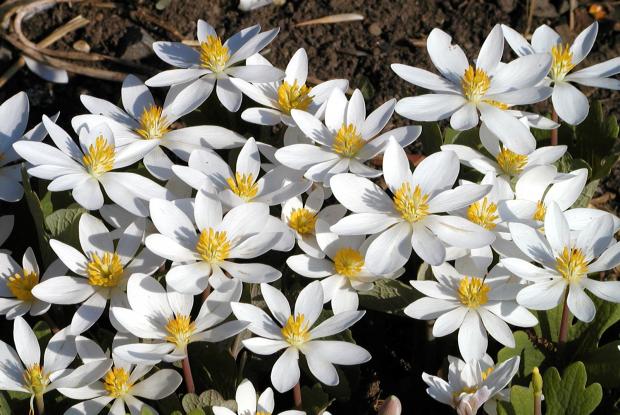 Sanguinaria canadensis
