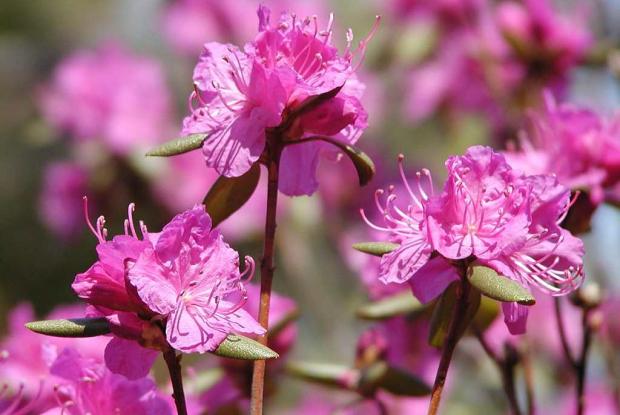 Azalée de Daourie Rhododendron dauricum var. sempervirens