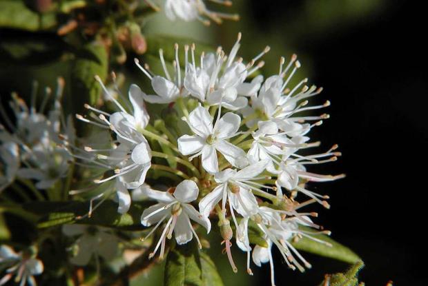 Thé du Labrador Rhododendron groenlandicum