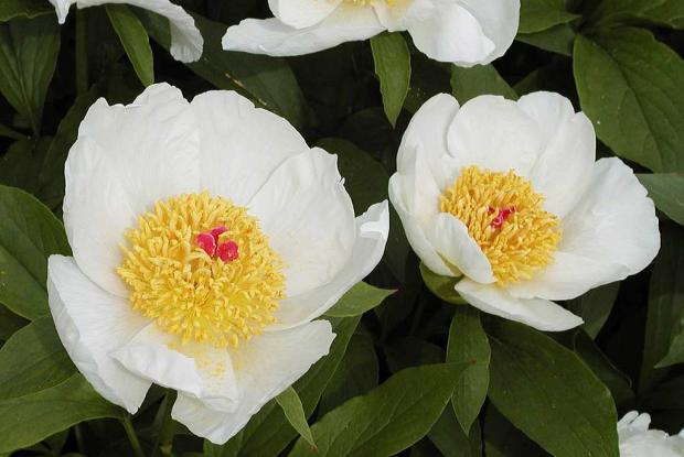 Pivoines Paeonia 'Quad' x 'Archangel'