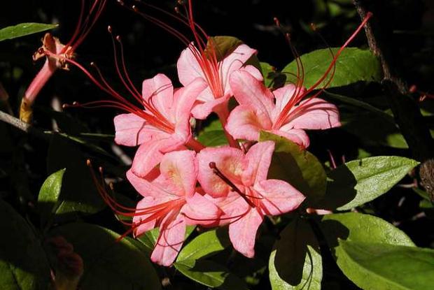 Azalée 'Sweet September' Rhododendron 'Sweet September'